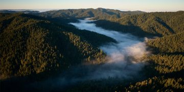 اپل پروژه جدیدی را برای محافظت و بازگرداندن جنگل Redwood California راه اندازی می کند