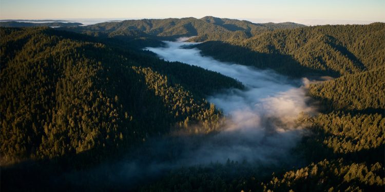 اپل پروژه جدیدی را برای محافظت و بازگرداندن جنگل Redwood California راه اندازی می کند